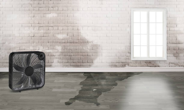 Best Mold removal after water damage  in Harrisburg, NC